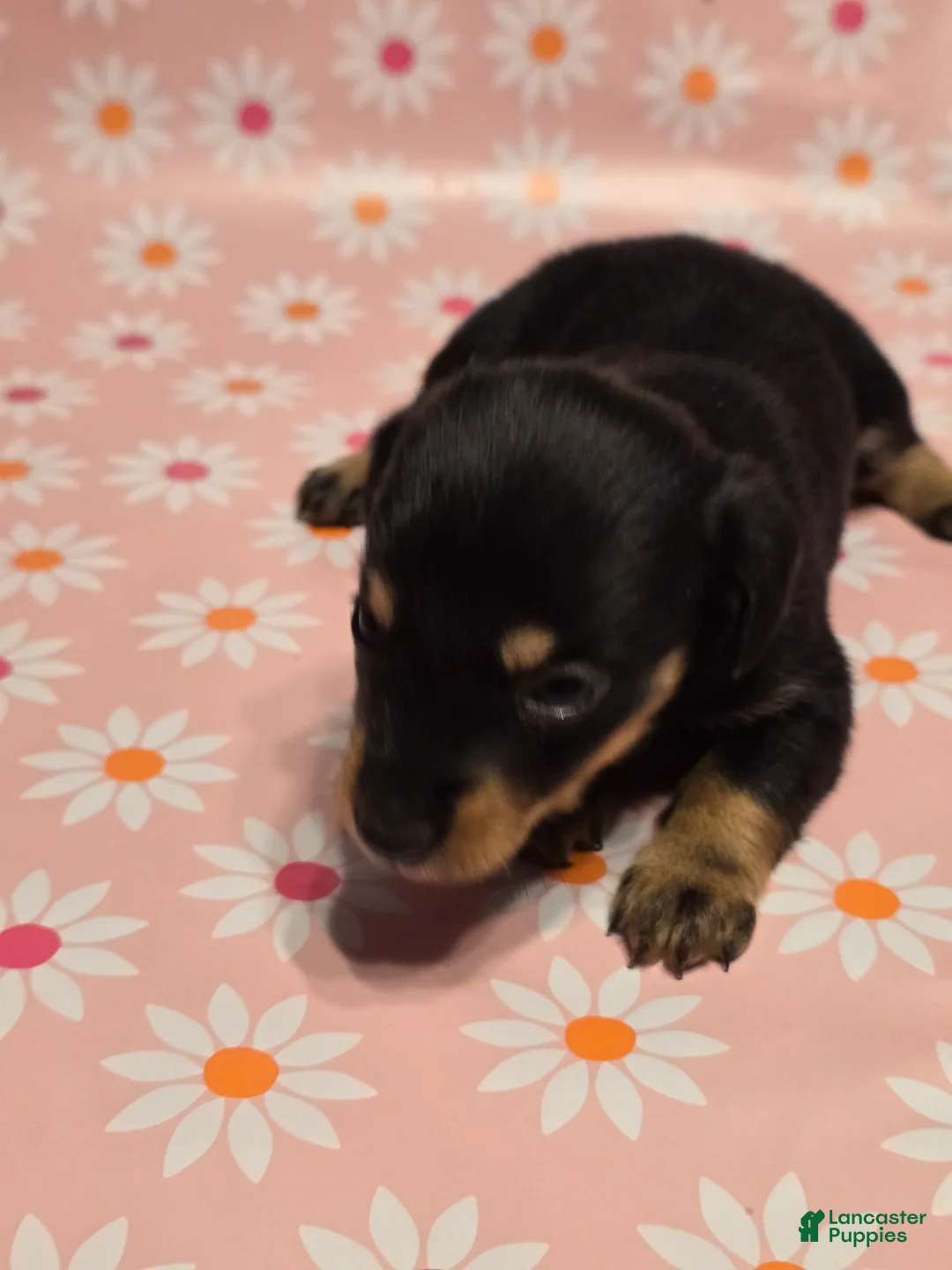 Miniature Dachshund dogs for sale: Coco - Ad 4