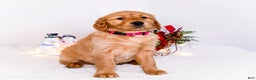 Golden Retriever dogs for sale: Kala - Ad 6