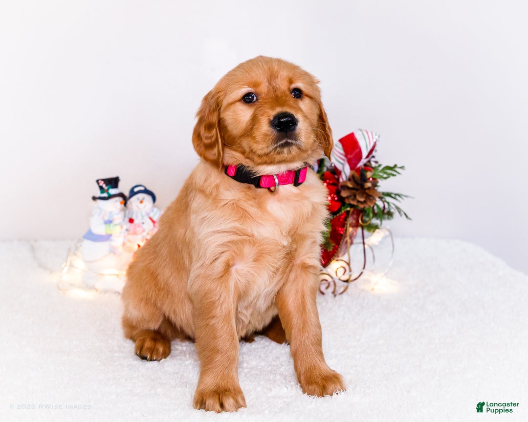 Golden Retriever dogs for sale: Kala - Ad 6