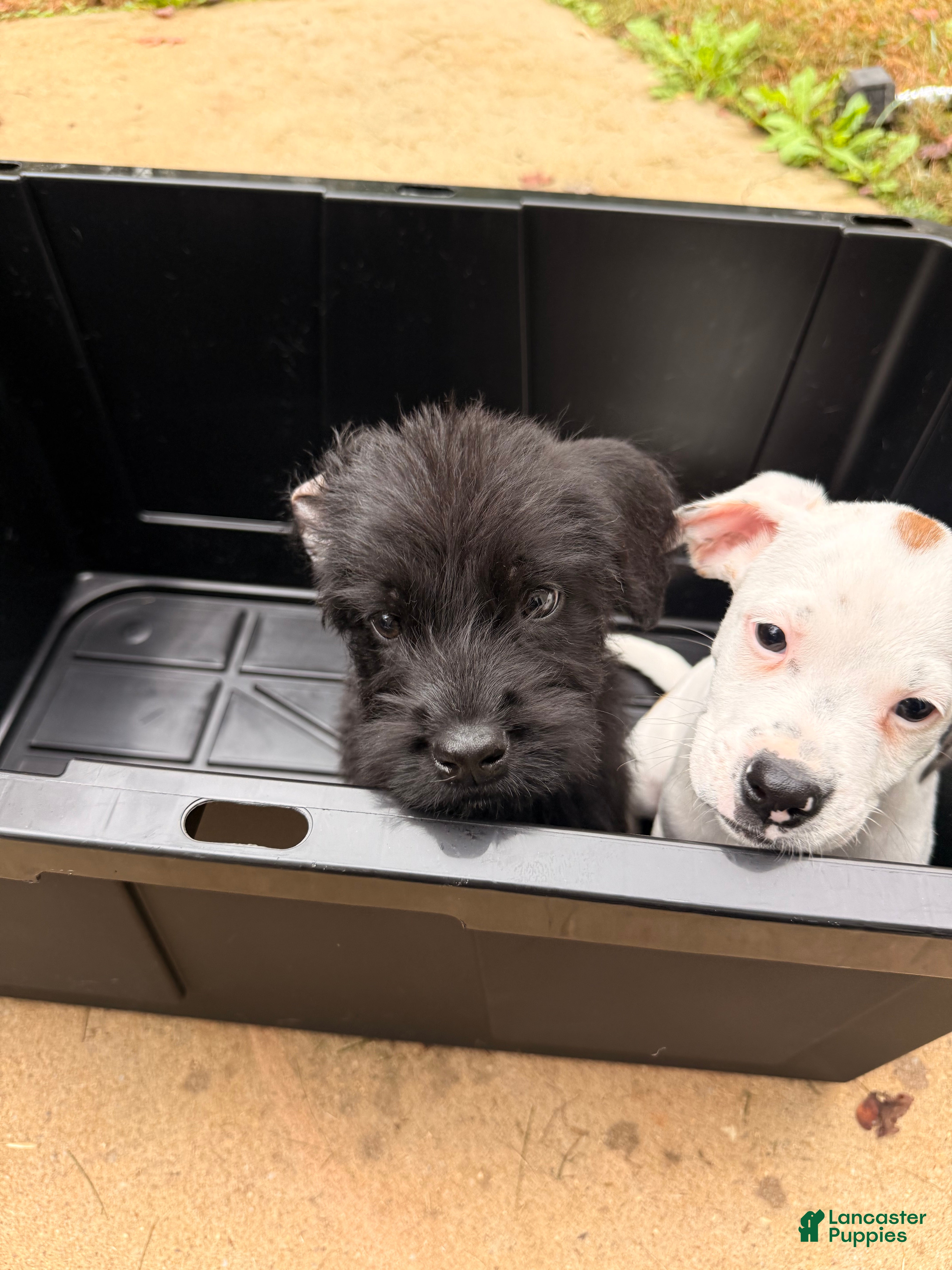 Mixed Breed dogs Niko - Ad 1
