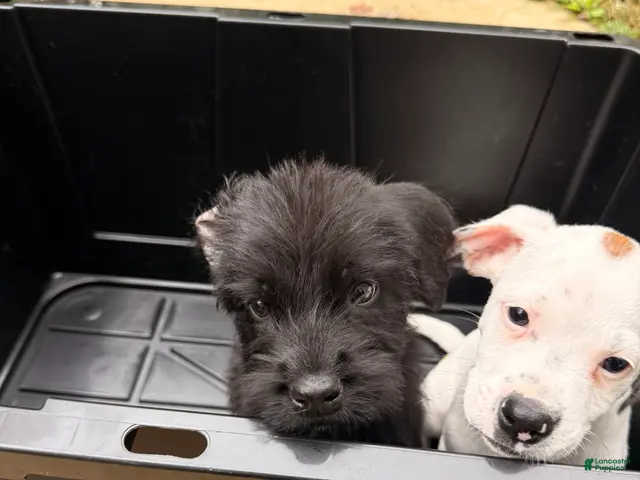 Mixed Breed dogs for sale: Niko - Ad 1