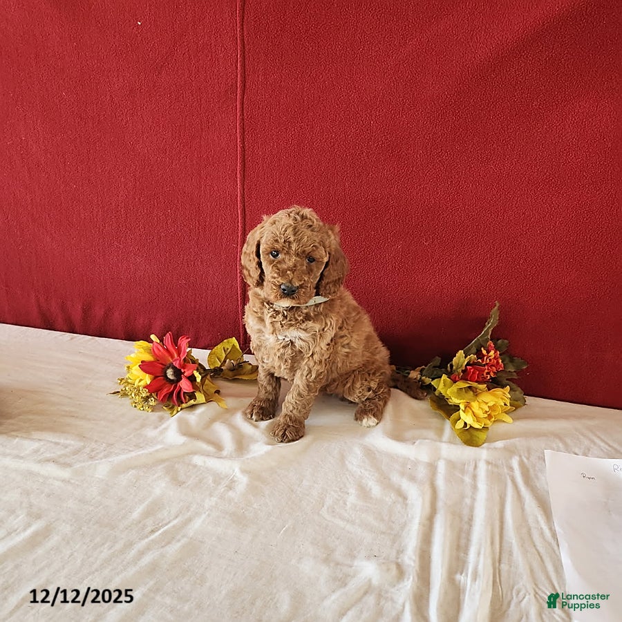 Goldendoodle dogs Helena - Ad 5