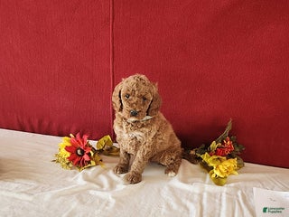 Goldendoodle dogs Helena - Ad 10