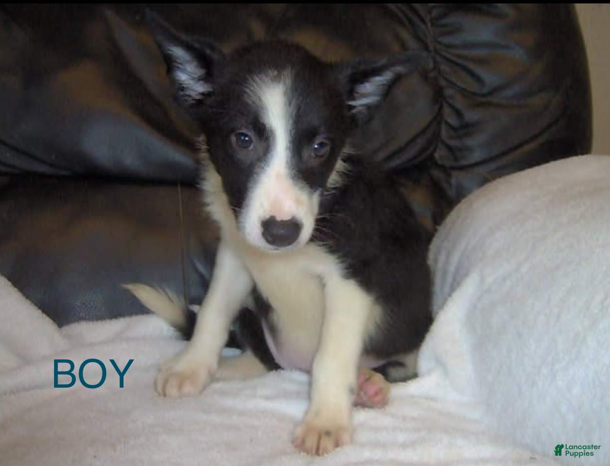 Border Collie dogs for sale: Border Collie Boy 3 - Ad 7