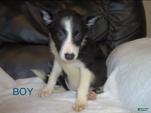 Border Collie dogs for sale: Border Collie Boy 3 - Ad 7