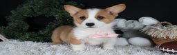 Welsh Corgi Pembroke dogs for sale: Honey - Ad 19
