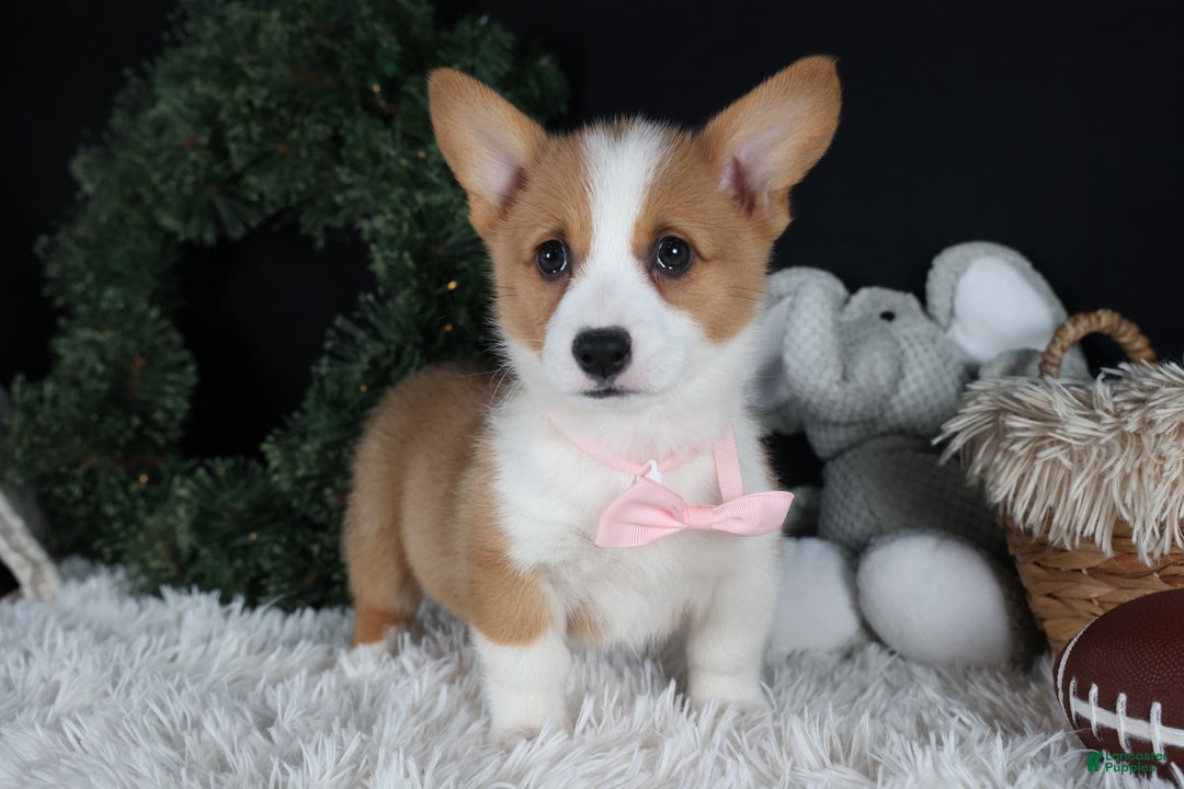 Welsh Corgi Pembroke dogs for sale: Honey - Ad 19