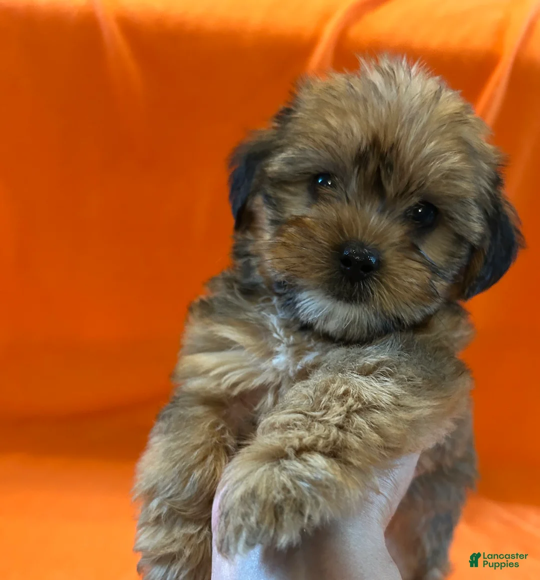 Shorkie dogs for sale: Lance - Ad 1