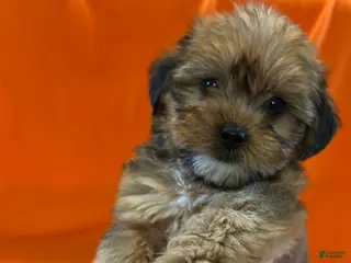 Shorkie dogs Lance - Ad 1