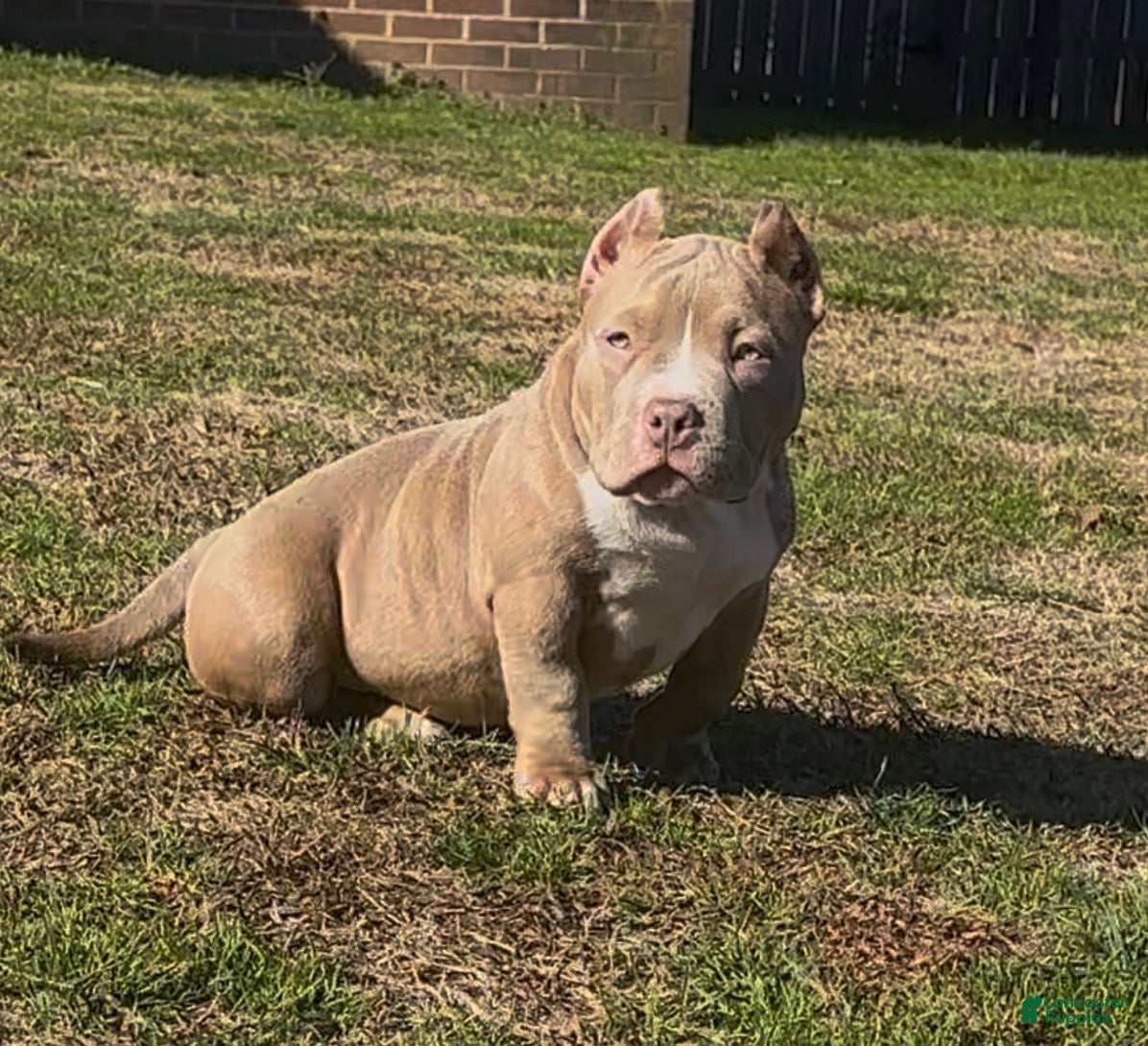 American Bully dogs Roxy - Ad 1