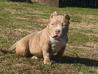 American Bully dogs for sale: Roxy - Ad 2
