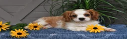 Cavalier King Charles Spaniel dogs for sale: Jude - Ad 4