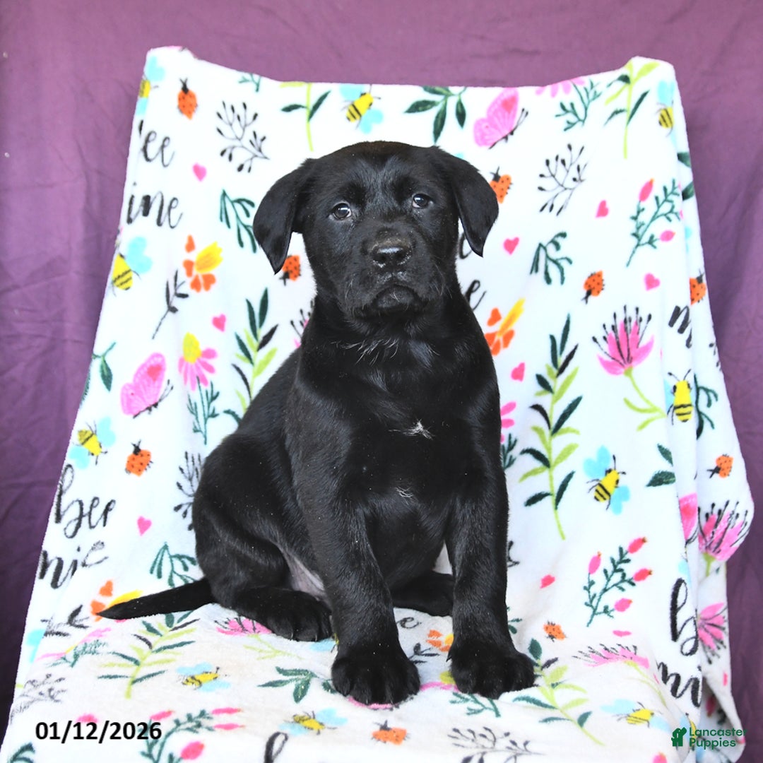 Labrador Retriever dogs for sale: Pepsi - Ad 3