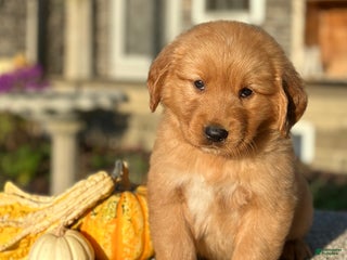 Golden Retriever dogs - Ad 8
