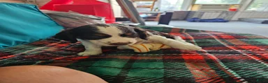 Patch