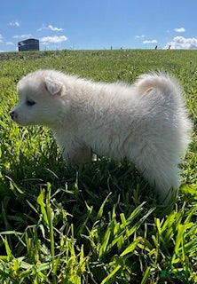 American Eskimo dogs Basil - Ad 2