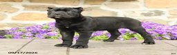 Cane Corso dogs for sale: Cleo - Ad 5