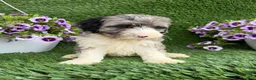 Mixed Breed dogs for sale: Bear - Ad 5