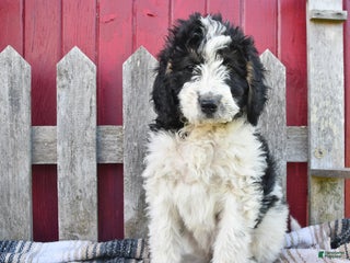Bernedoodle dogs - Ad 13