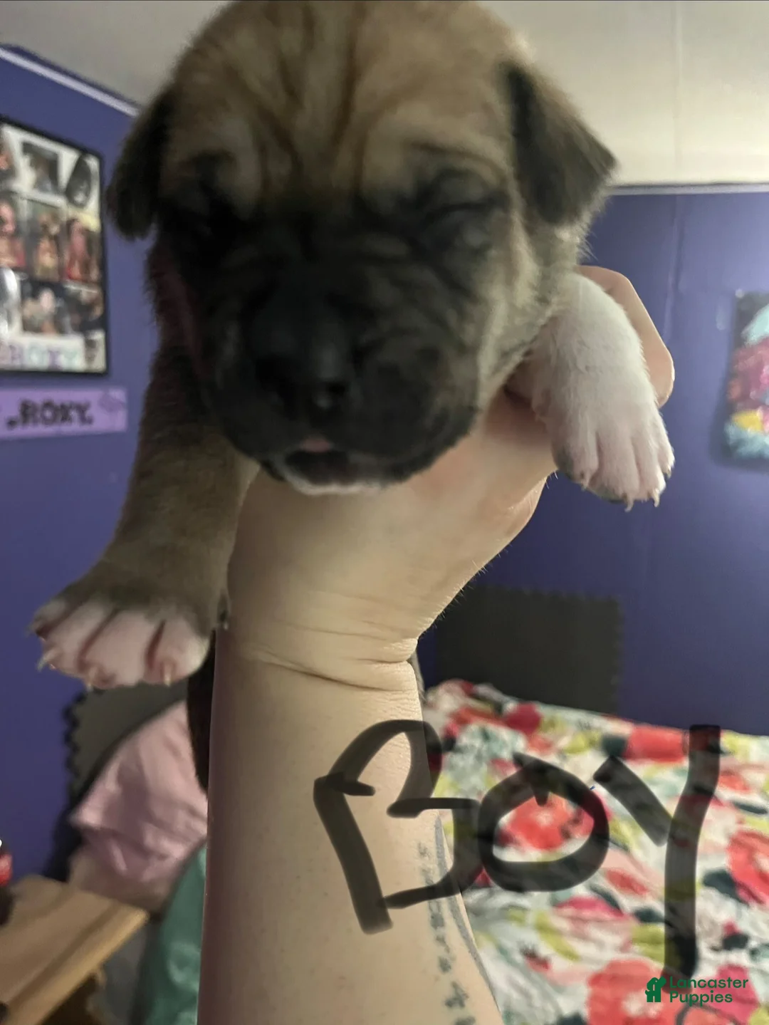 Mixed Breed dogs for sale: Mixed Breed 4 - Ad 1