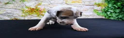 Great Dane dogs for sale: Apollo - Ad 4