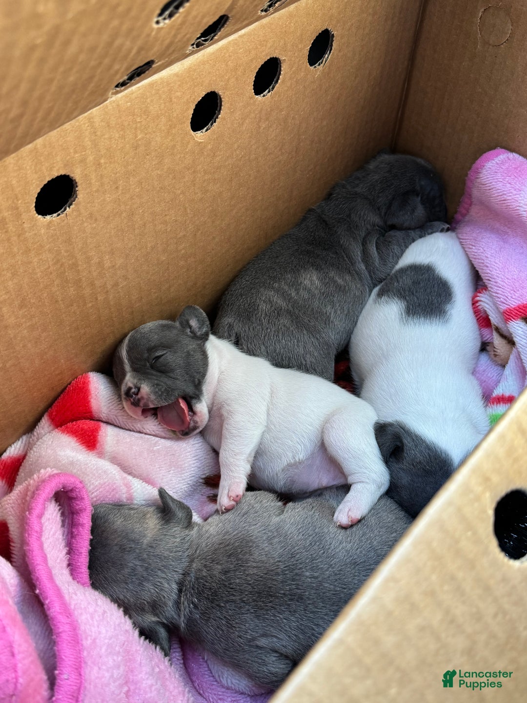 French Bulldog dogs for sale: Stella - Ad 5