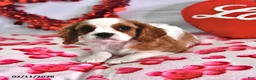 Cavalier King Charles Spaniel dogs for sale: Knight  - Ad 2