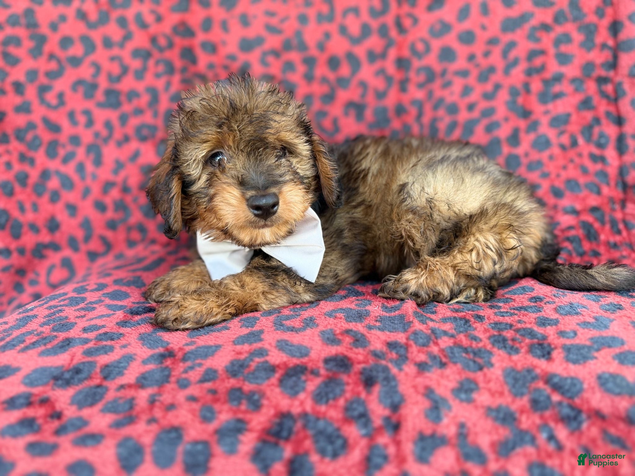 Mini Aussiedoodle dogs Oscar - Ad 6