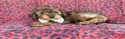Mini Aussiedoodle dogs for sale: Oscar - Ad 1