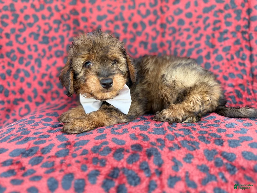 Mini Aussiedoodle dogs for sale: Oscar - Ad 1