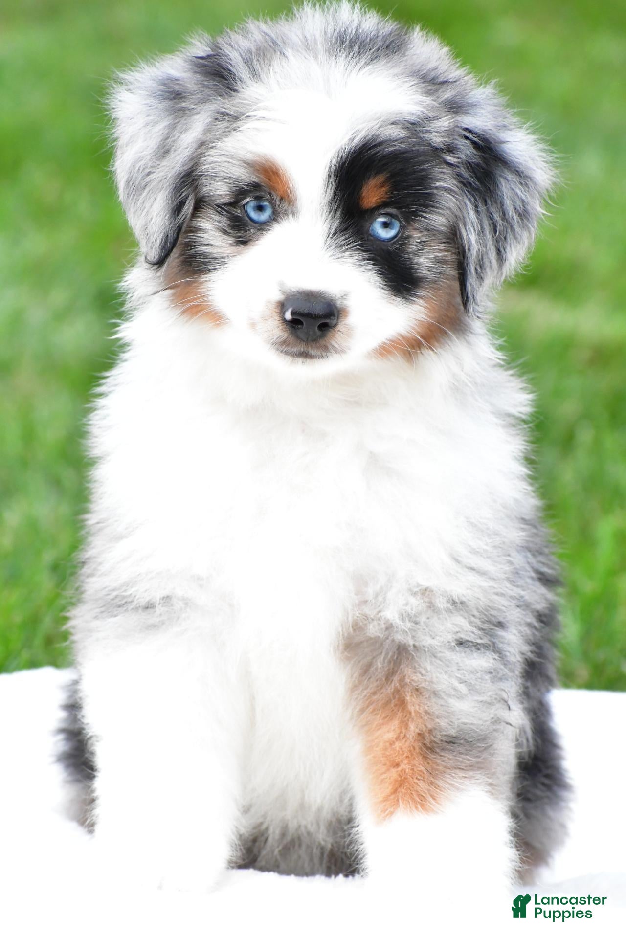 Miniature Australian Shepherd dogs for sale: Wendy - Ad 1