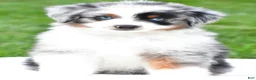 Miniature Australian Shepherd dogs for sale: Wendy - Ad 1