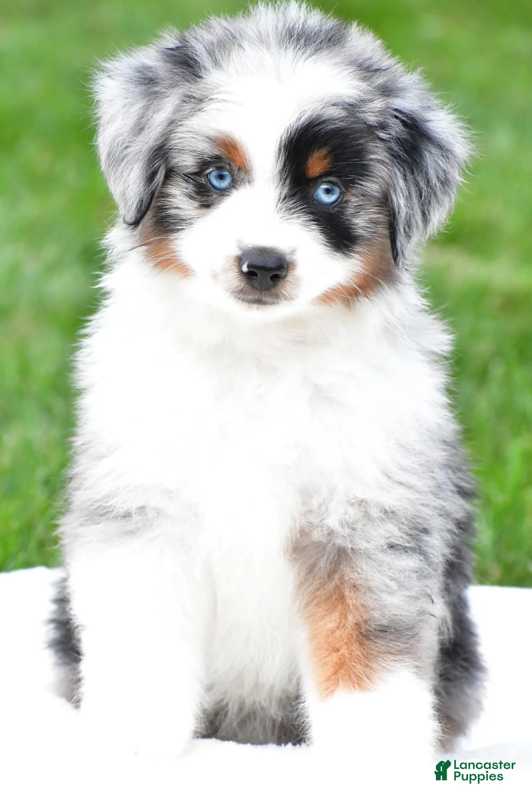 Miniature Australian Shepherd dogs for sale: Wendy - Ad 1