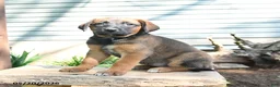 Mixed Breed dogs for sale: Sheba - Ad 2