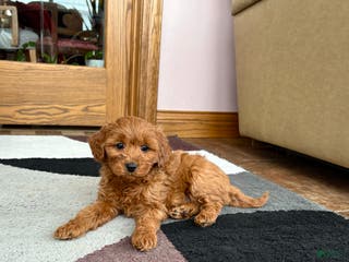 Cavapoo dogs Cavapoo male Puppy 3 - Ad 3