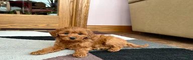 Cavapoo male Puppy 3