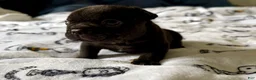 French Bulldog dogs for sale: T’Challa - Ad 6