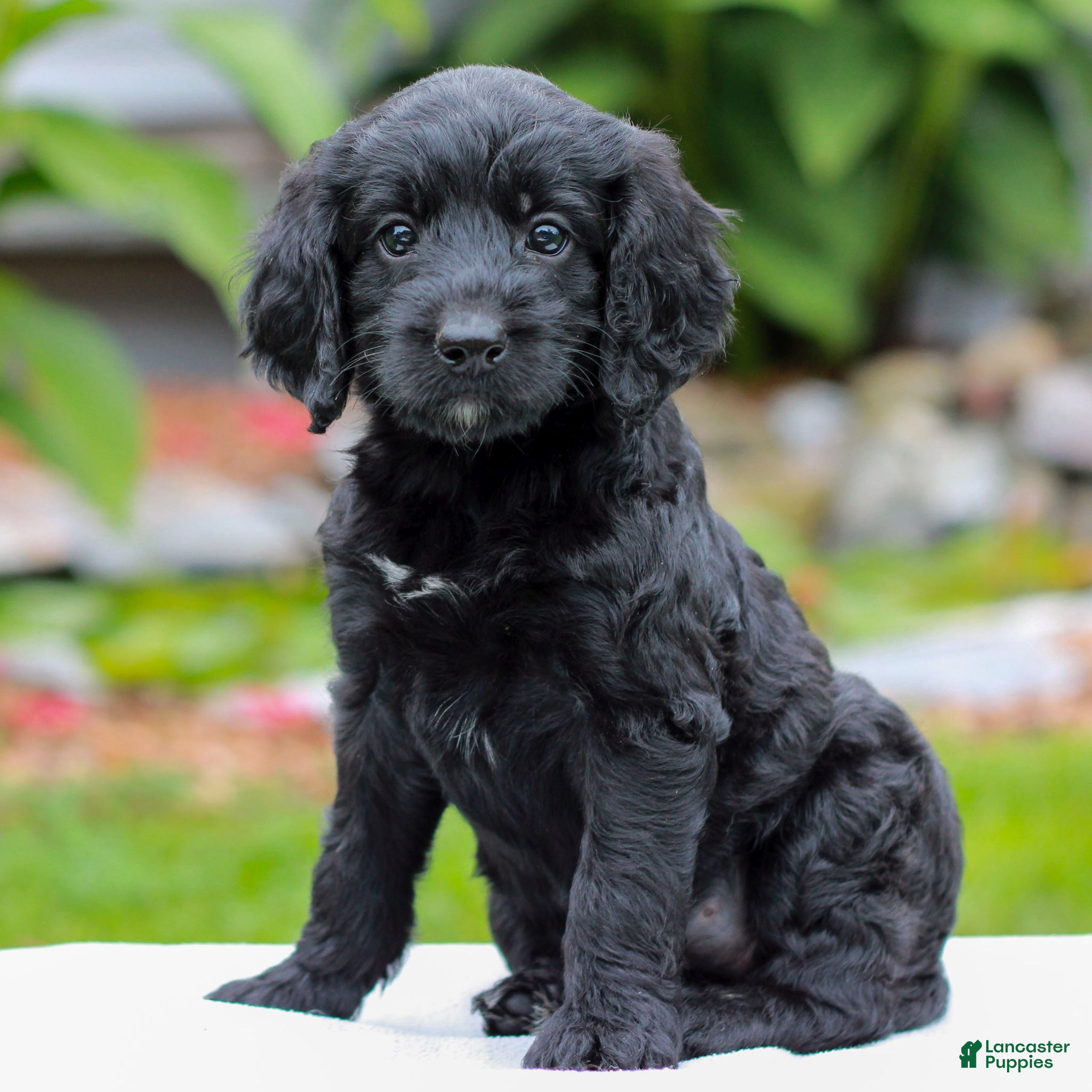Miniature Labradoodle dogs Camile  - Ad 2