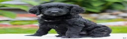 Miniature Labradoodle dogs for sale: Camile  - Ad 2