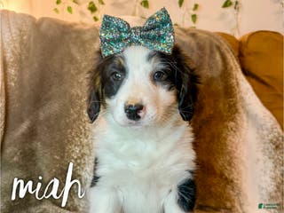 Mini Bernedoodle dogs Miah - Ad 6