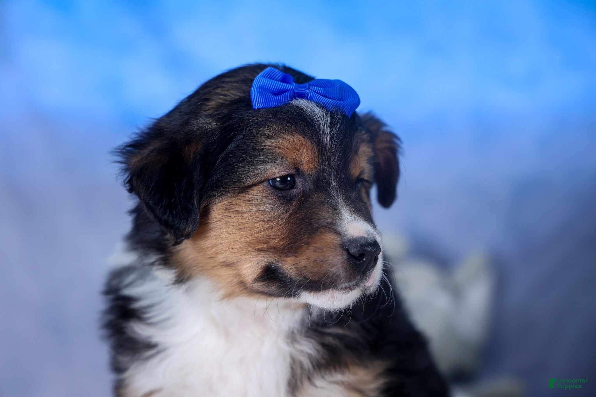 Mixed Breed dogs Buster - Ad 1