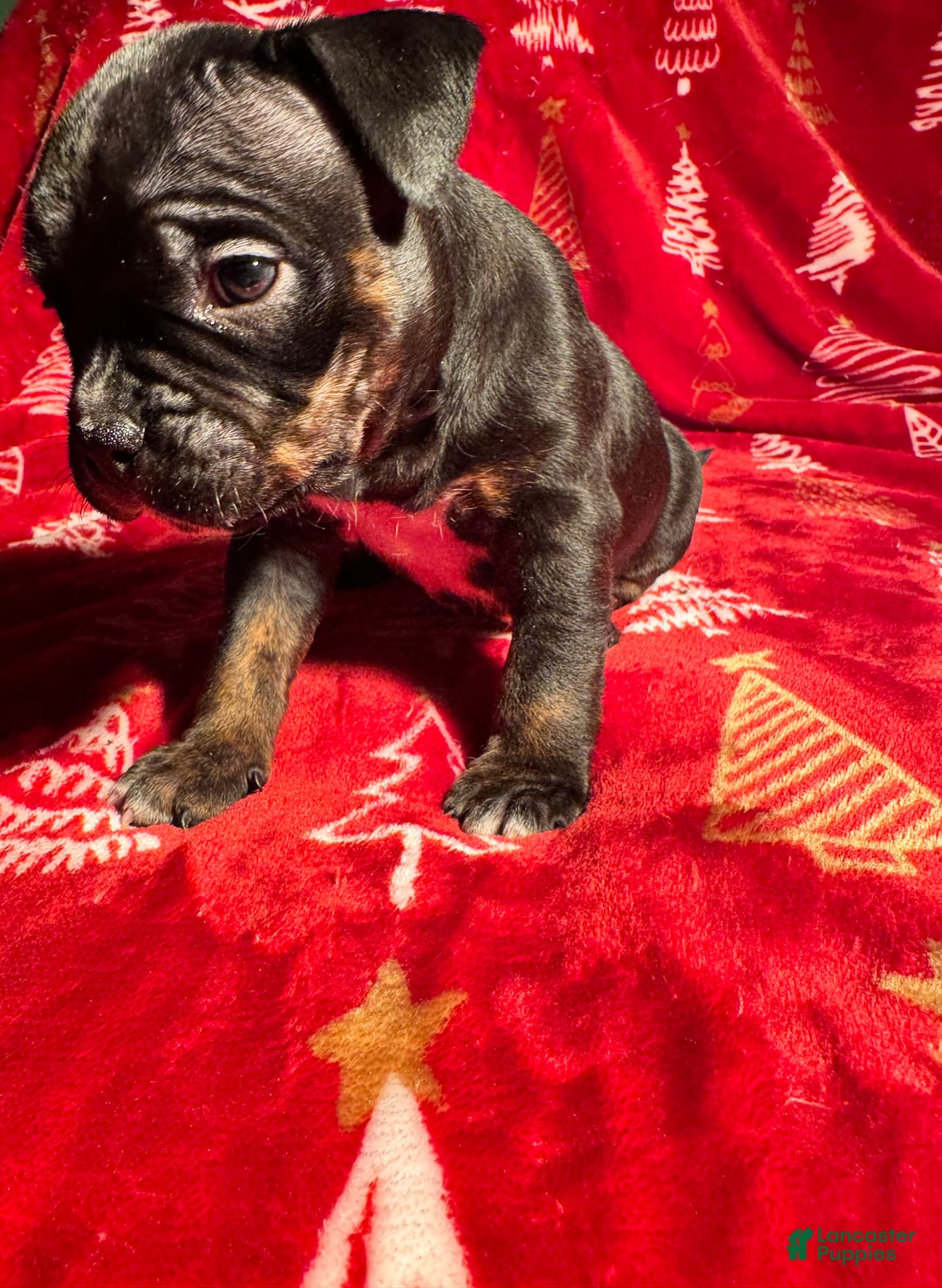 American Bully dogs for sale: American Bully Puppy 8 - Ad 4