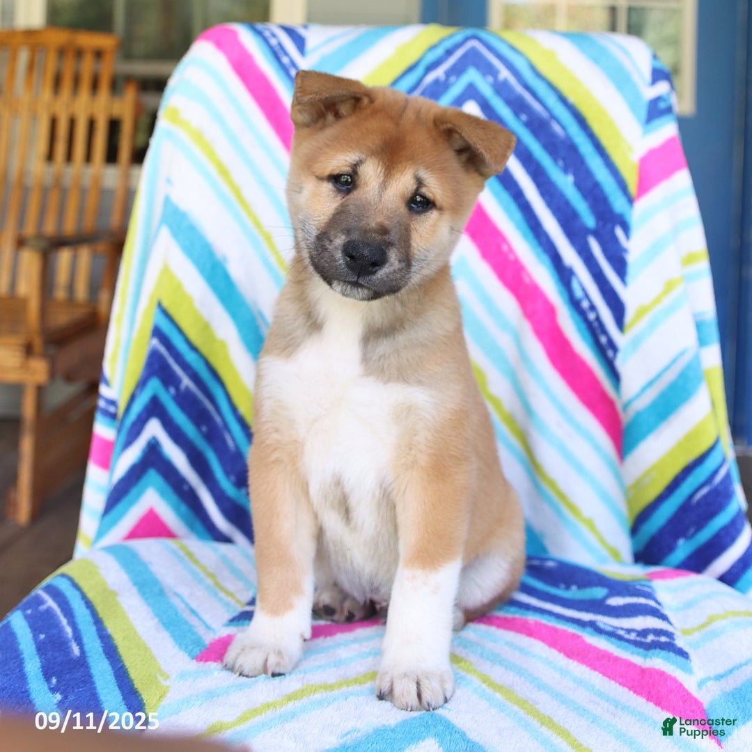 Shiba Inu Akita Mix Puppies For Sale Litter Of Japanese Shiba Inu