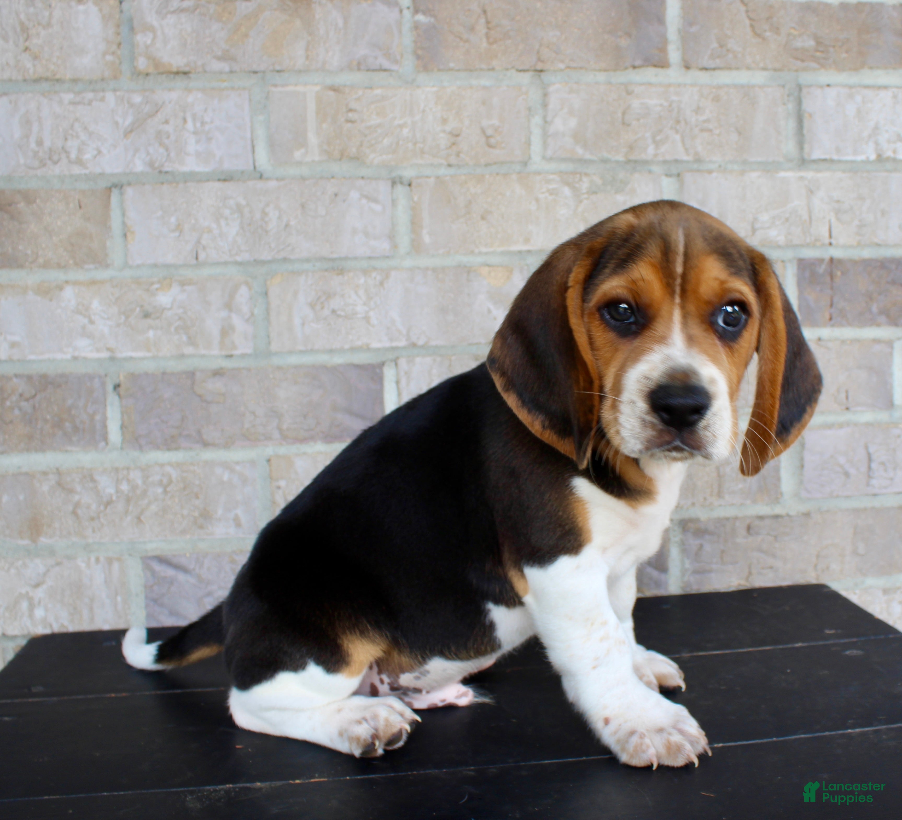 Beagle dogs Pokey - Ad 1