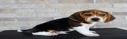 Beagle dogs for sale: Pokey - Ad 1