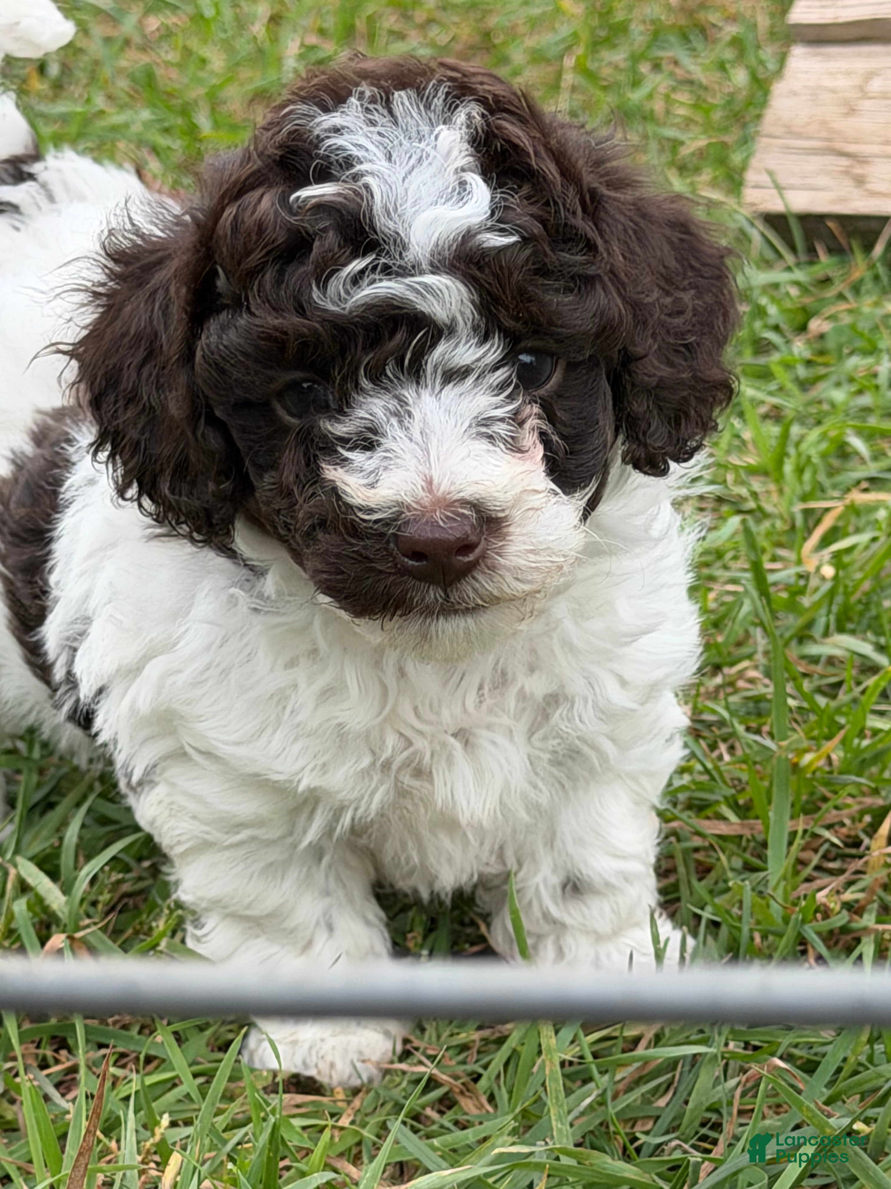 Mixed Breed dogs for sale: Dixie - Ad 39