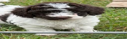 Mixed Breed dogs for sale: Dixie - Ad 1