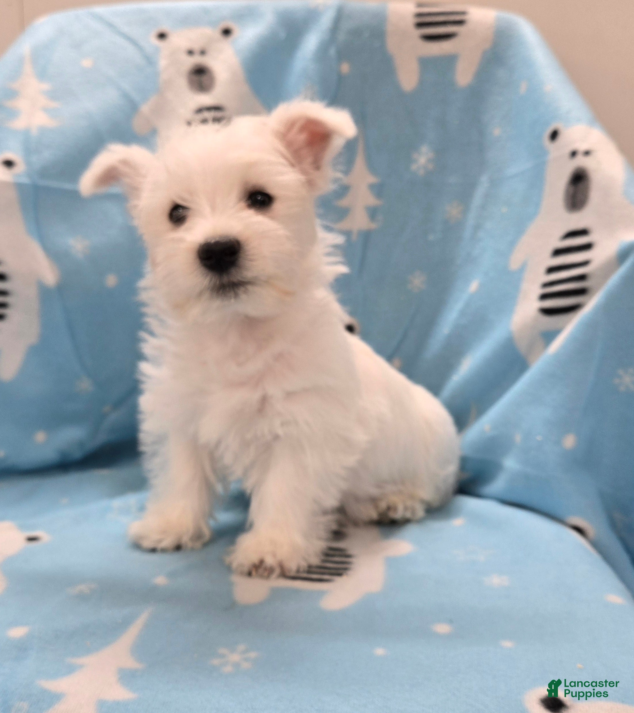 West Highland Terrier dogs Lenny - Ad 1