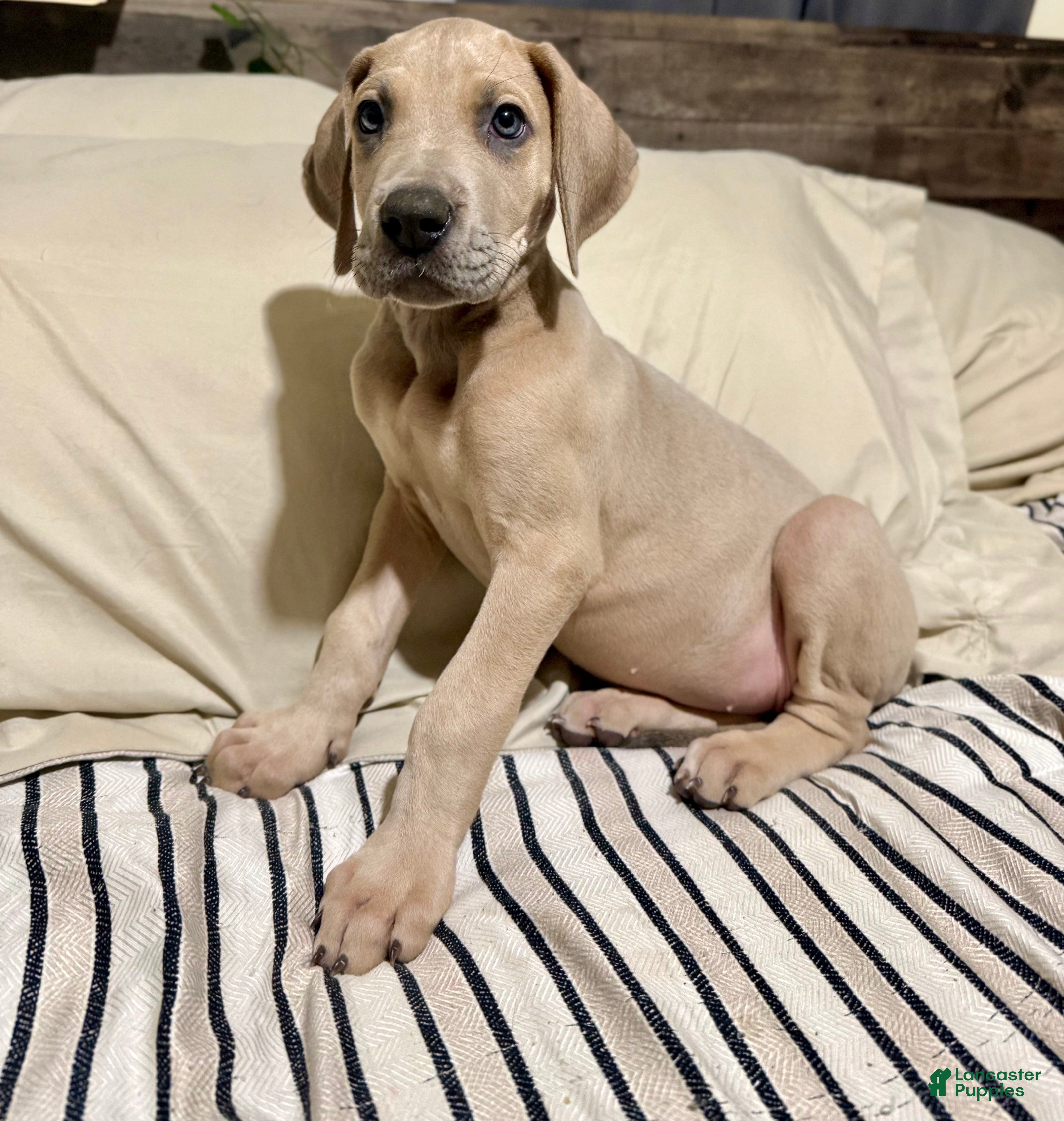 Great Dane dogs Blue fawn (Heavy Euro) - Ad 16