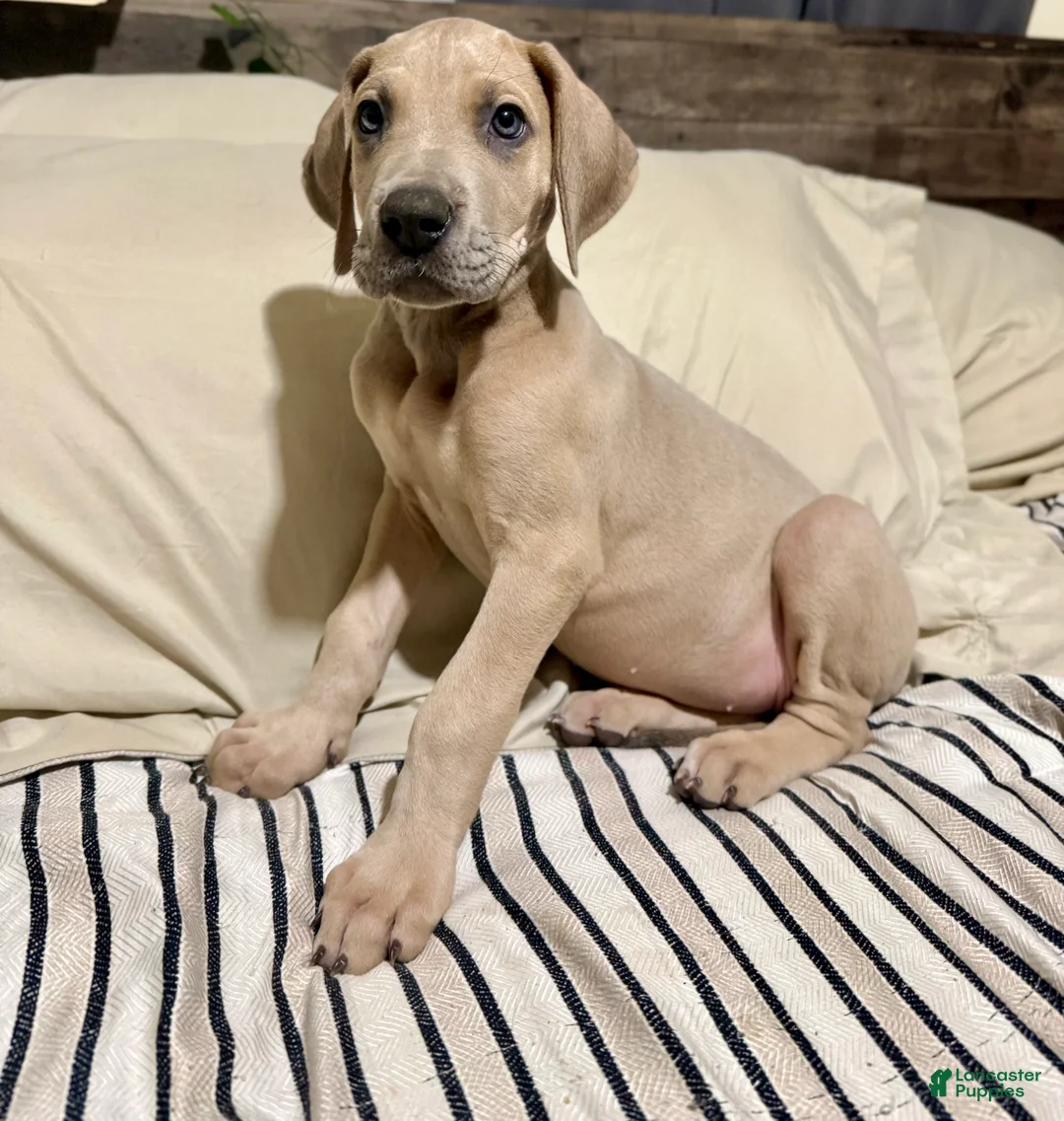 Great Dane dogs for sale: Blue fawn (Heavy Euro) - Ad 4